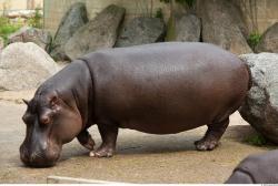 Hippo baby